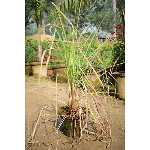 Lemongrass Plant
