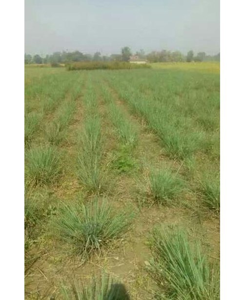 Lemongrass Slip, Cymbopogon