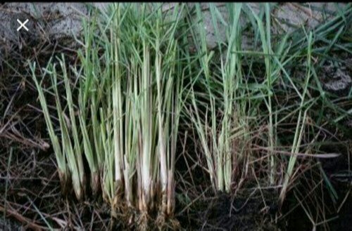 Lemongrass Planting Slip, Cymbopogon, Packaging Size: 10