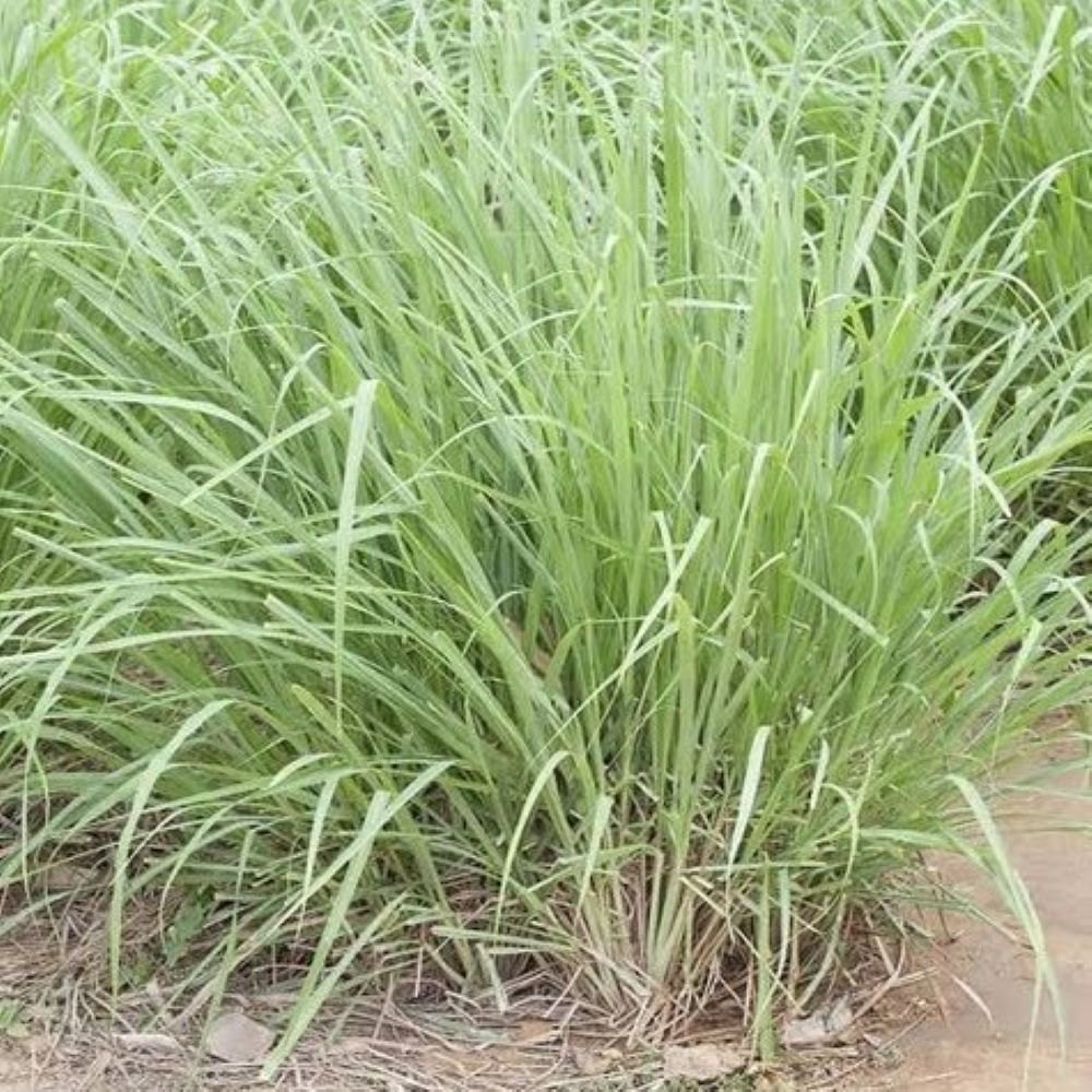 Organic Lemon Grass, Cymbopogon Flexusous, Leaves