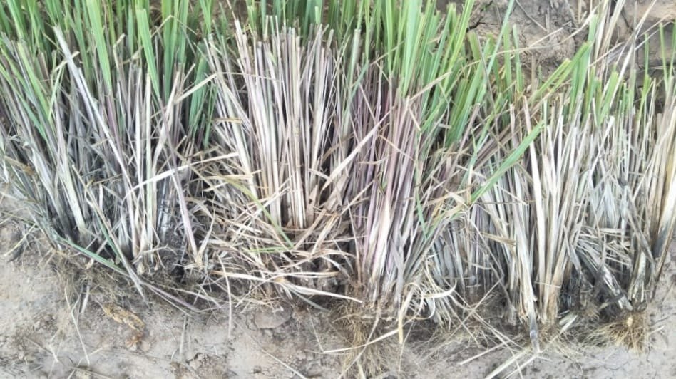 Herb Lemongrass Plant