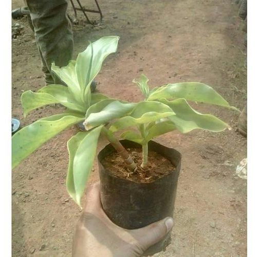 Insulin Plant