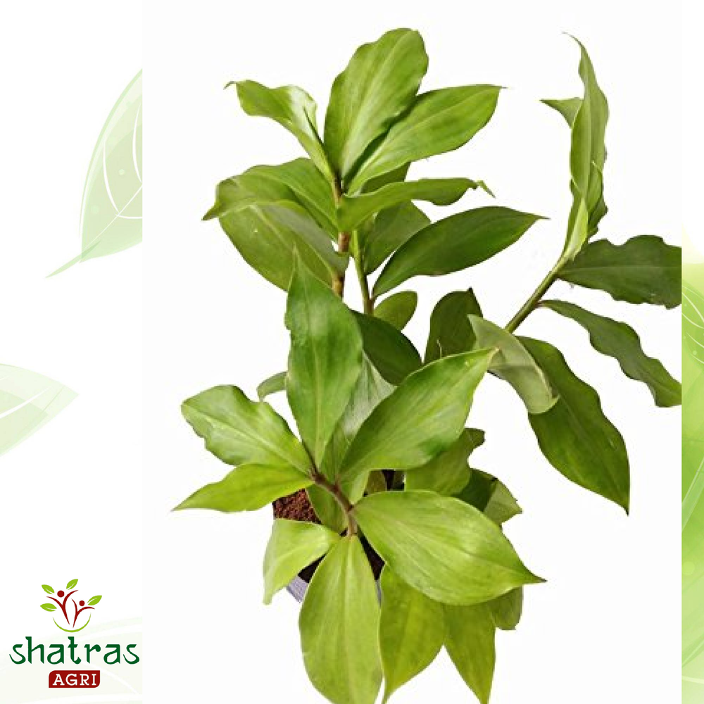 Green Insulin Herbal Plant, Packaging Type: Poly Bag