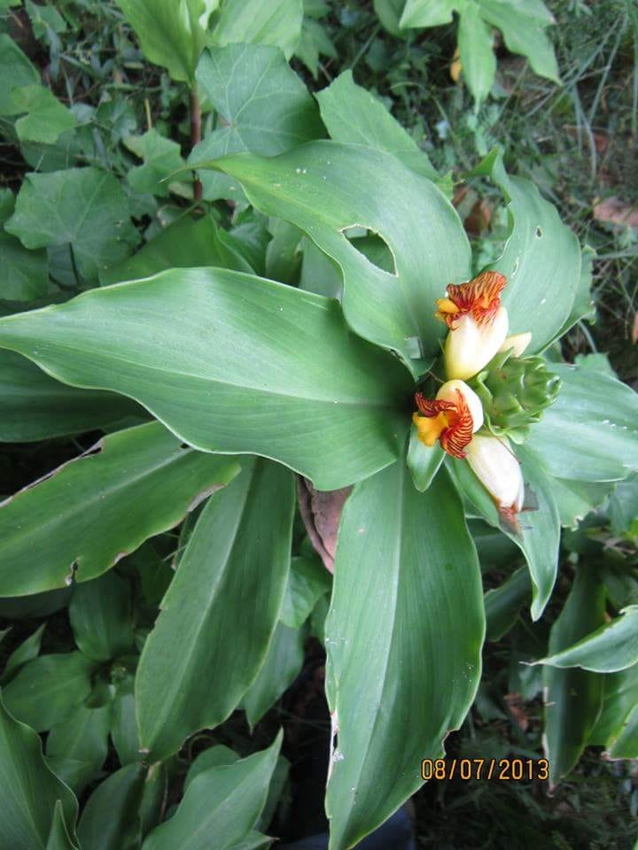 (Insulin) Costus Igneus Plants