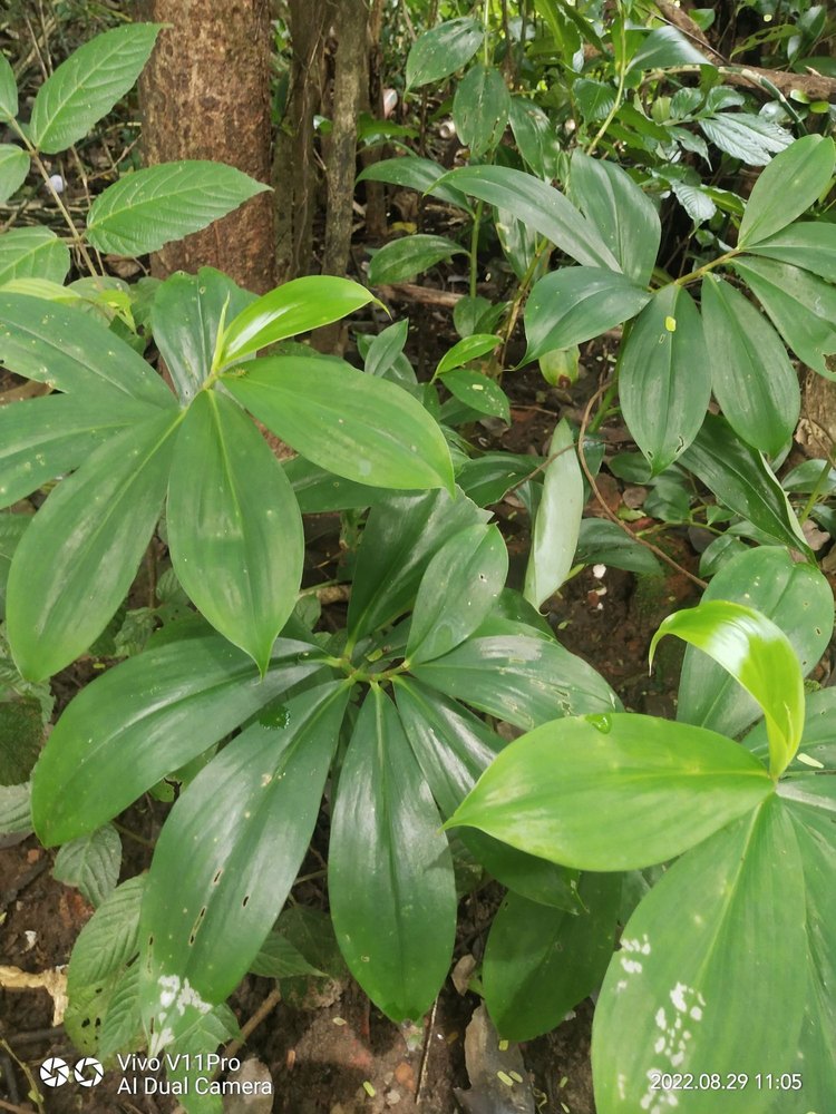 Insulin Plants Costus Igneus