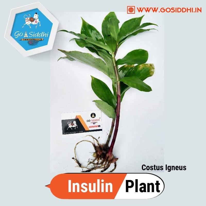 Insulin Plant ( Costus Igneus ) Rhizomes
