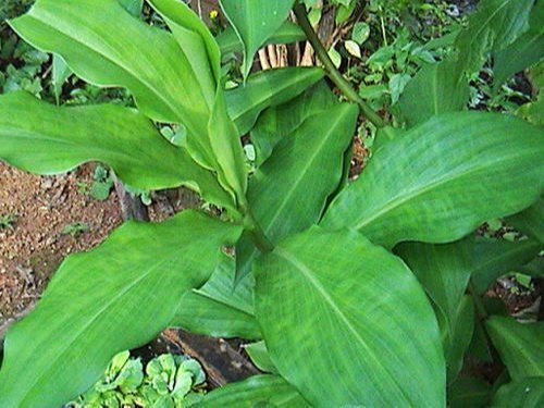 German Insulin Plant
