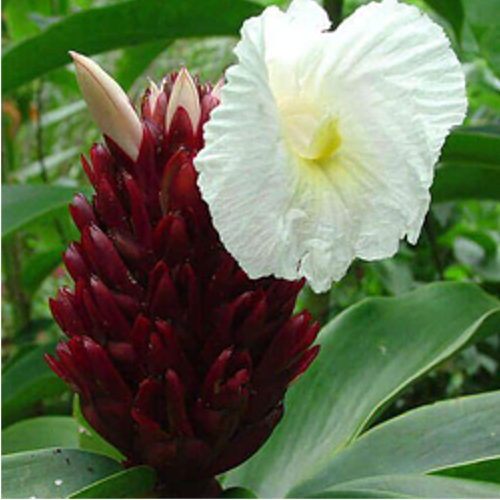 Costus Speciosus