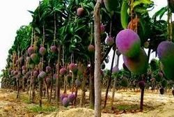 Grafted Mango Plants