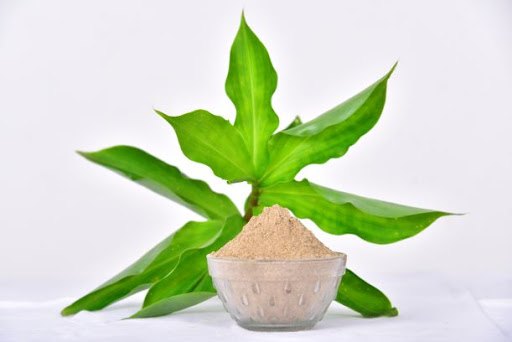 Organic Insulin Plant (Costus Pictus) Powder, Grade Standard: Food Grade, Moritantraa
