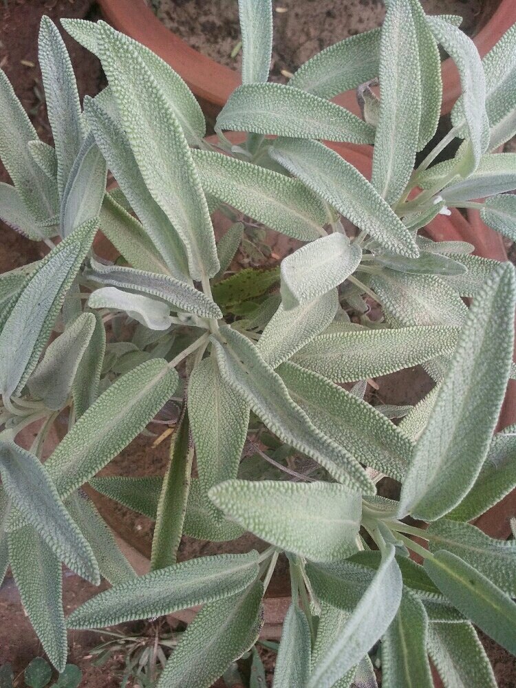 Green Sage Herb