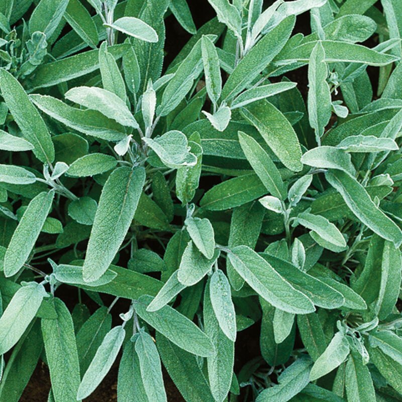Black Herb Seed Common Sage Johnny Seeds, Packaging Type: Packet, Packaging Size: 10 Gm