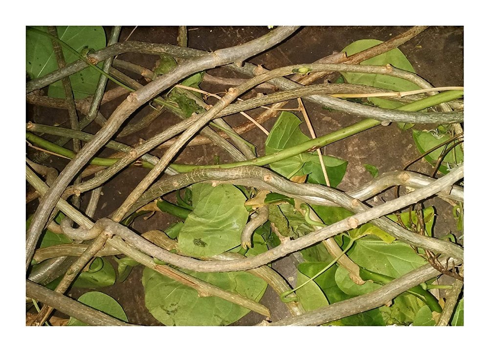 Tinospora Cordifolia Green Dry Giloy Stick, Packaging Type: Plastic Packet, Packaging Size: 1 Kg