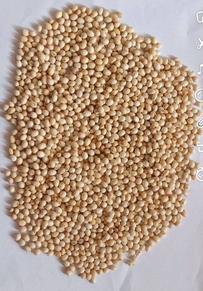 Abrus Precatorius Seeds white, Packaging Size: 10 To 15kg