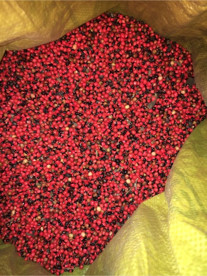 Red Gunja Seeds Abras Precatorius, Rosary Pea