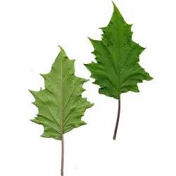 Stramonium Leaves
