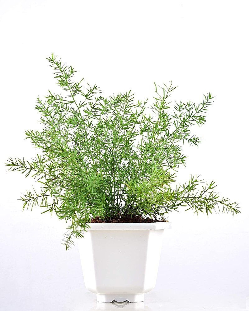 Full Sun Exposure Green Asparagus Medicinal Plant