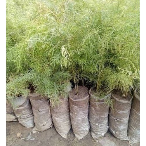 Shatavari Plant, Packaging Type: Poly Bag, Asparagus Racemosus