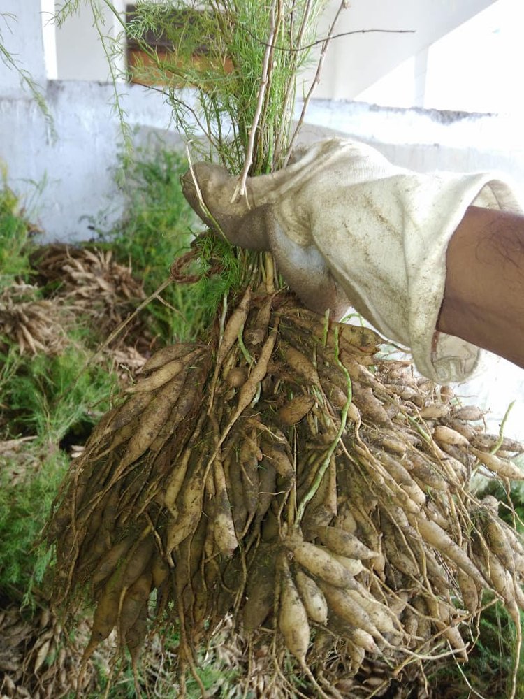 Shatavari Plants, White, Packaging Type: PP Bag