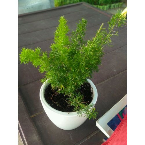 Well Watered Green Asparagus Marie Table Top Plant, For Home, Packaging Type: Poly Bag