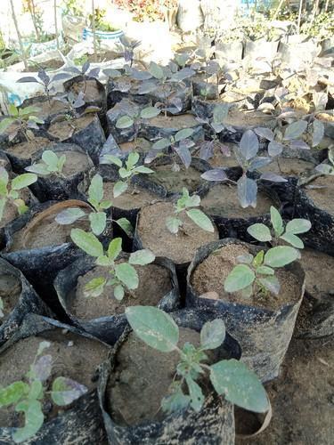Tulsi Plant, Packaging Type: Plastic Poly Bag
