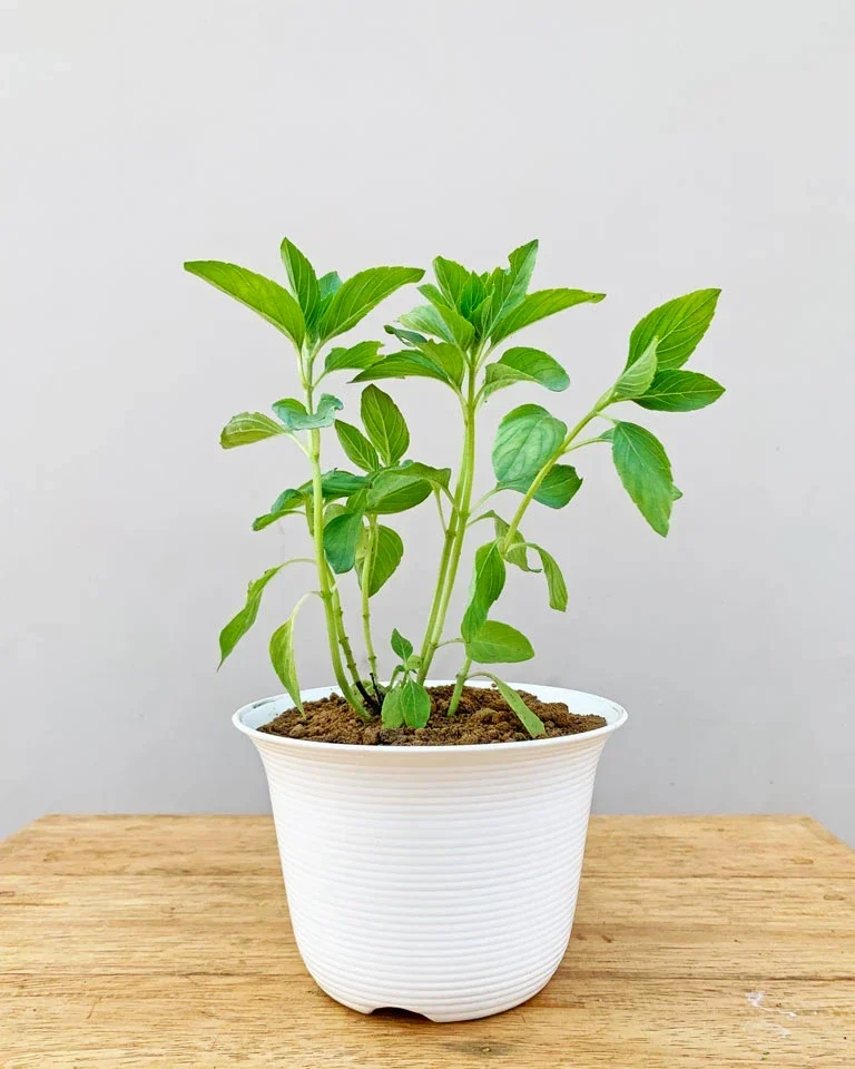 Green Kapoor Tulsi Live Plant, For Medicine, Packaging Type: Box