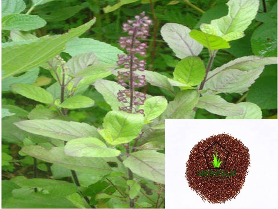 Natural 80% Tulsi Seed, Packaging Size: 5kg, Pack Size: 5kg