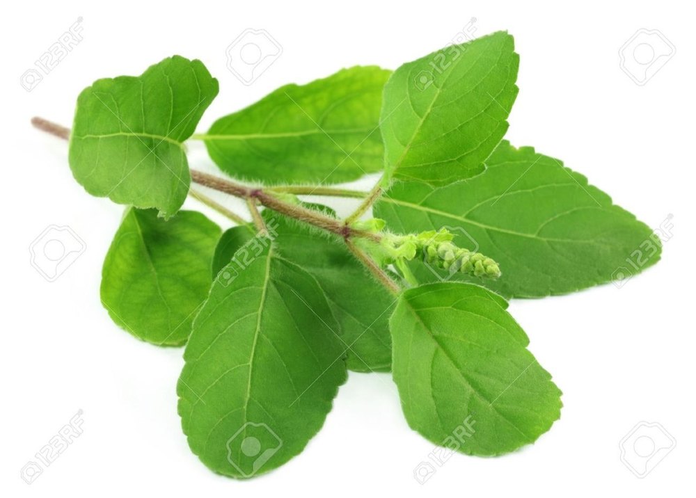 Herbal Holy Basil Dry Leaves, Ocimum Tenuiflorum