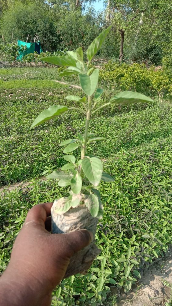 Tulsi Plant, For Making Medicine, Packaging Type: Poly Bag