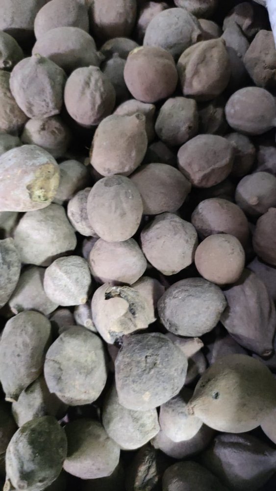 Natural Baheda Fruit, Packaging Type: Sack Bag, Packaging Size: 25 Kg