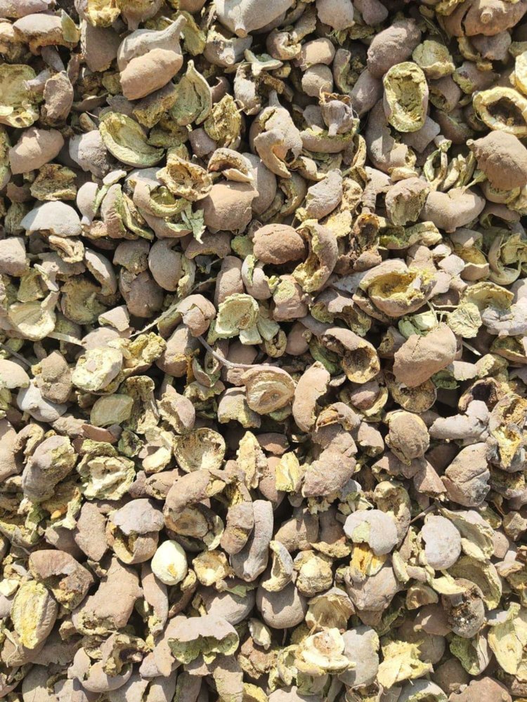 Extract Brown Dry Baheda Chilka, Botanical Name: Terminalia Bellirica