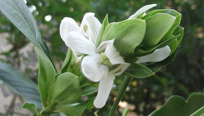 Adhatoda Vasica