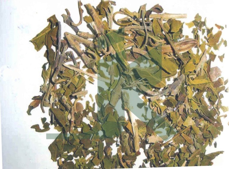 Organic ADHATODA VASICA VASAKA LEAVES