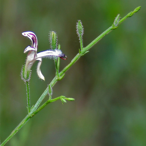 Kalmegh - Andrographis Paniculata, Grade Standard: Medicine