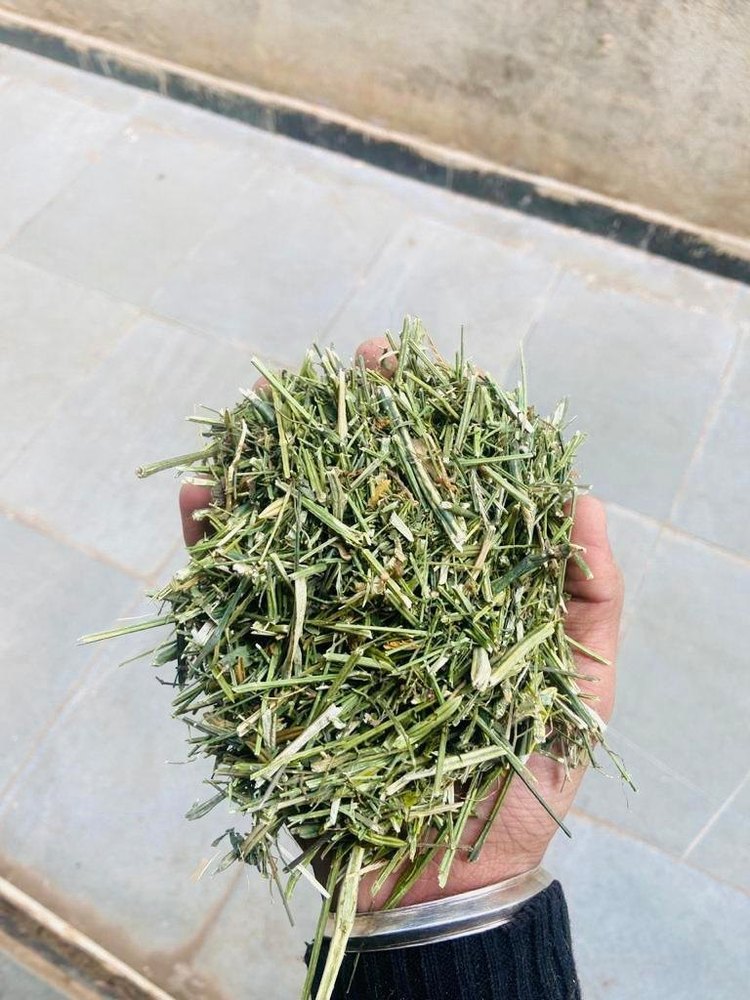 Kalmegh Andrographis Paniculata , Chirayta