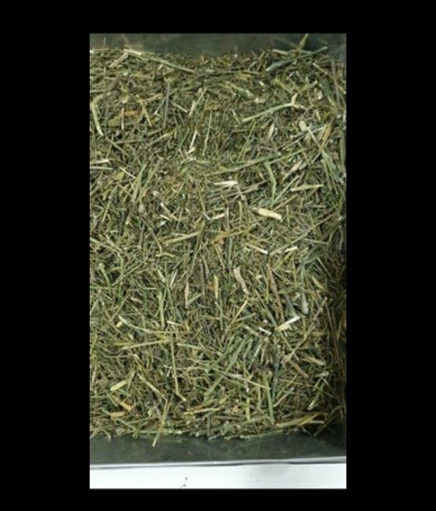Green Kalmegh Panchang, Packaging Type: HDPE Bag, Packaging Size: 25-30 Kg