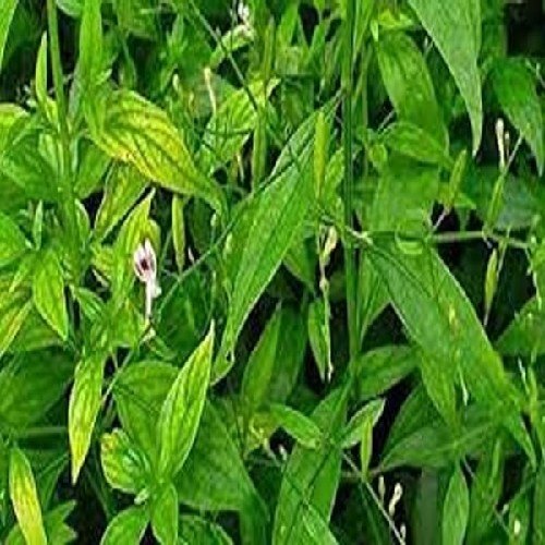SIRIYANANGAI / KARIYAT POWDER, 1 kg