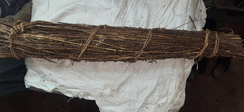 Brown Natural Dried Andrographis Paniculata / Chirayatha Asli / Asal Nilavembu