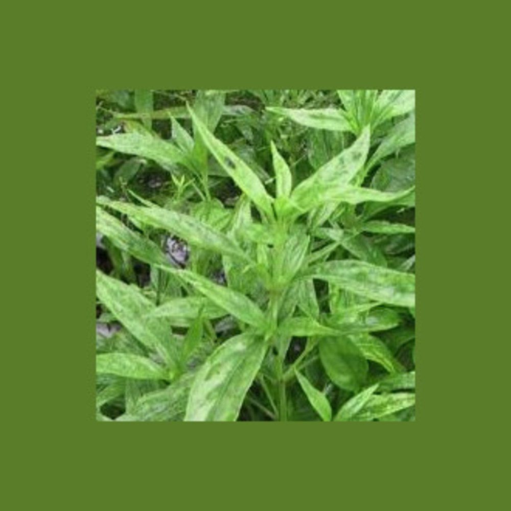 Green Andrographis Paniculata Leaf, Packaging Size: 30 Kg