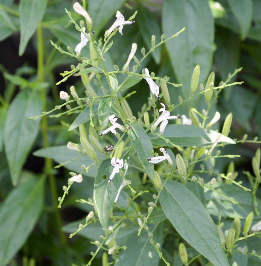 Stone Age Andrographis Paniculata Leaves