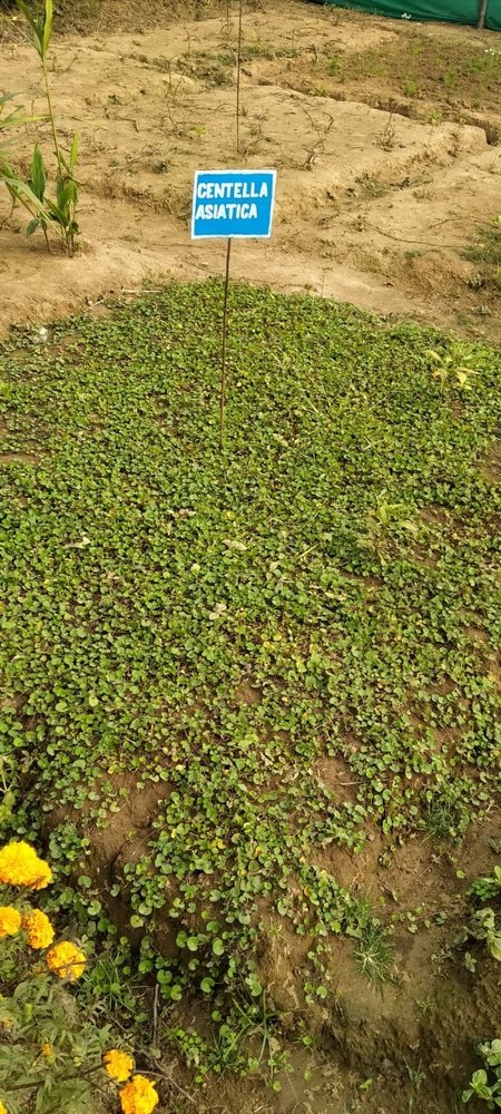 Centella Asiatica, Packaging Type: Loose, Packaging Size: 1 Kg