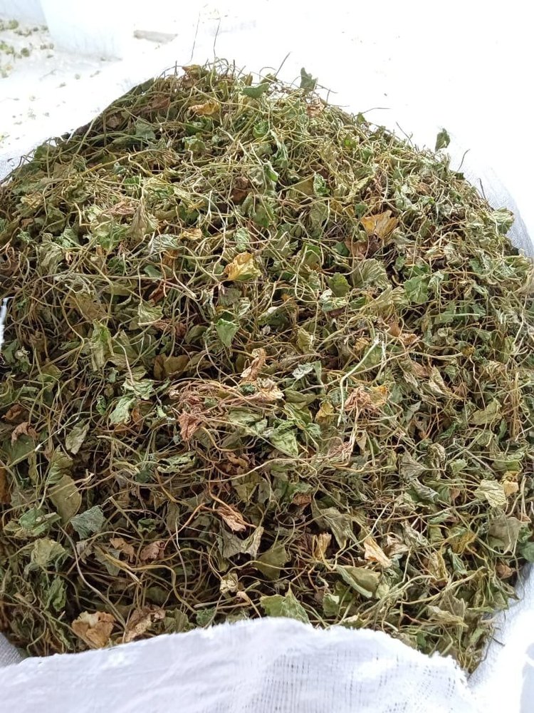 Centella Brahmi, Packaging Type: PP Bag, Packaging Size: 35kg