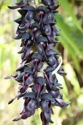 Kaunchbeej Mucuna Pruriens Black, Packaging Type: poly bag