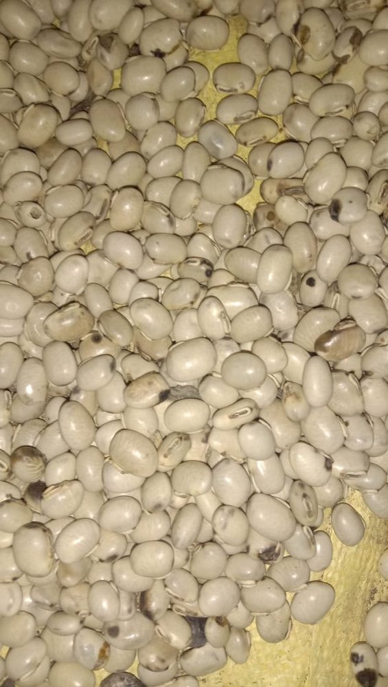 White Kaunch Seeds, Packaging Type: Gunny Bag