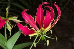 Bhagvati Herbal Gloriosa Superba Extract ( Kalihari ), Packaging Type: HDPE Bag, Packaging Size: 25 Kg