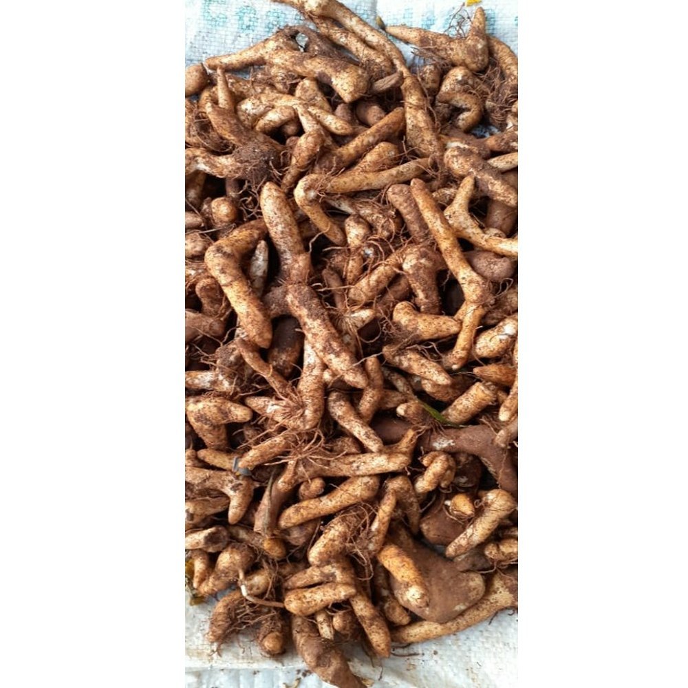 Gloriosa Superba Root, Packaging Type: Loose