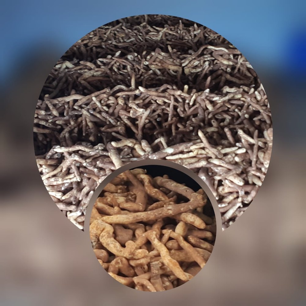 A Grade Brown Gloriosa Superba Tuber, Loose