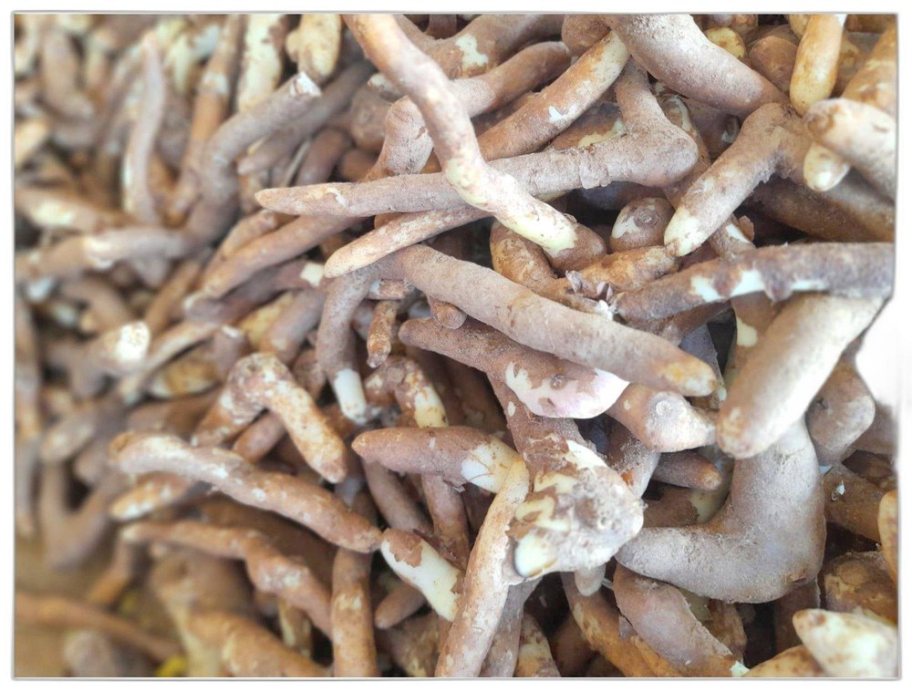 Brown Gloriosa Superba Root, Packaging Type: Loose, Packaging Size: 25 Kg
