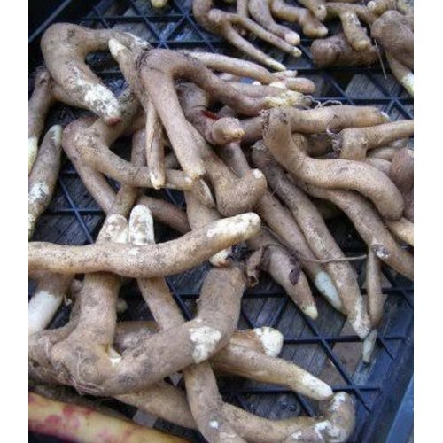 Gloriosa Superba Tubers