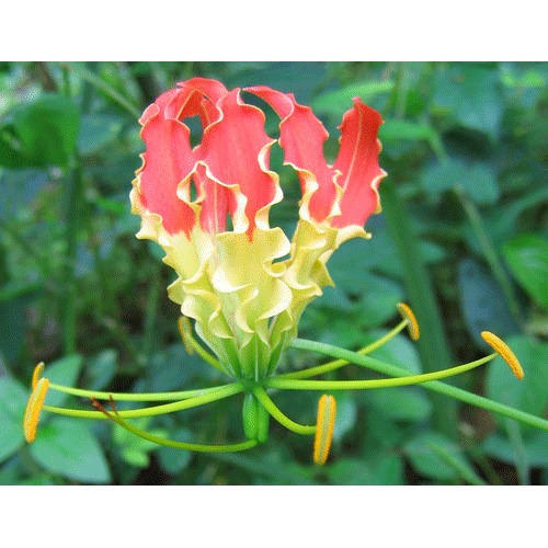 Gloriosa Superba Flower